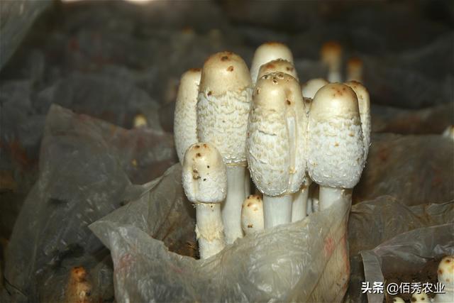 曾是北方野生蘑菇，今人工种植潜力大，因形似鸡腿而出名