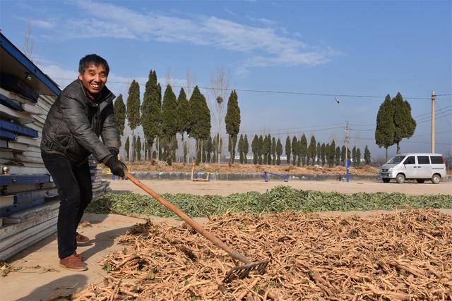 河南农民不种玉米种板蓝根，一亩地多收两千块