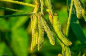 种植钉 溃疡(大豆种植，根部病虫害发生特点，及防治对策分析，一起来看看吧)