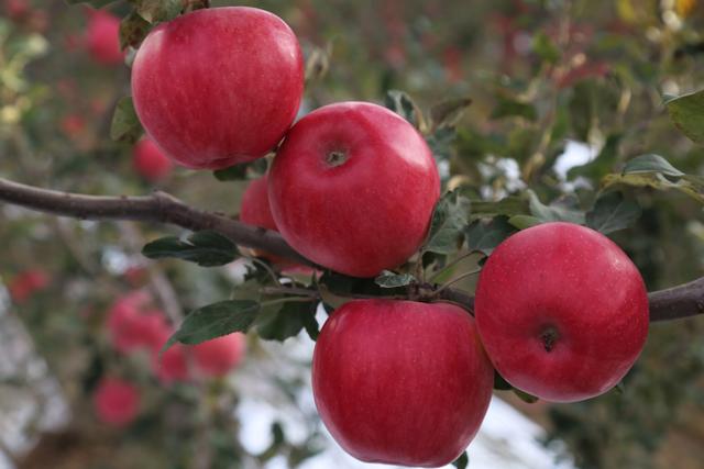 你家果园也能种！赶快来看看这些苹果新品种