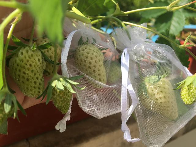 阳台种植草莓的几点经验，根系好长势好，顺利吃到自己种的草莓