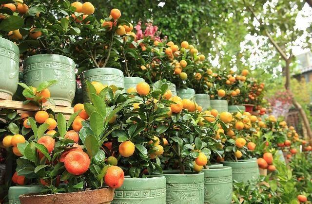 橘子吃完籽别扔，教你在家轻松种橘子盆栽