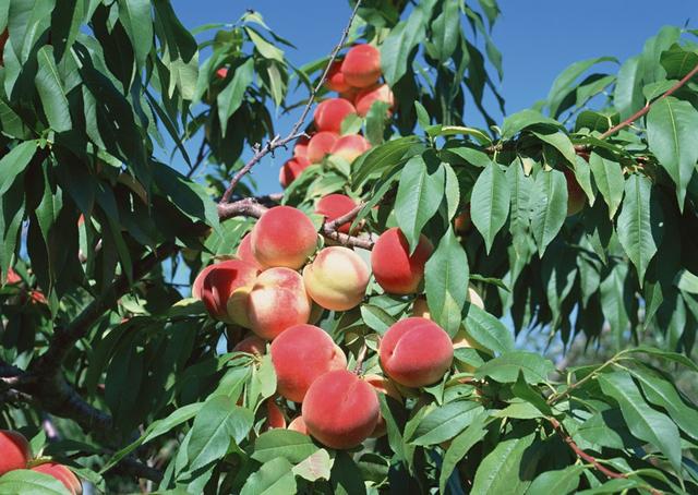 果农发现南北方种植桃树差异很大，具体注意以下方面