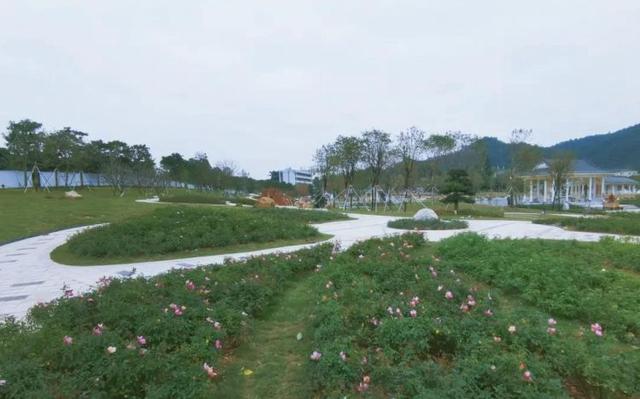 宝安又一高颜值公园即将开放 松岗花卉主题公园月季苑来了