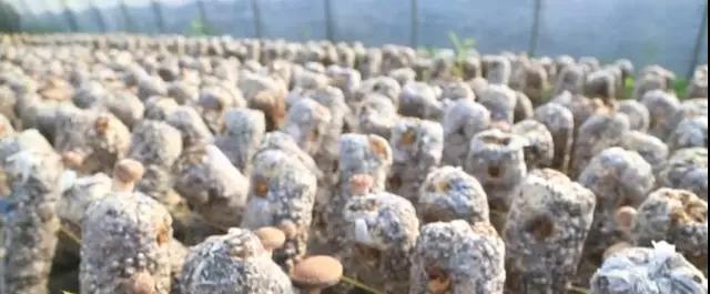 反季节香菇要“逆天”！亩收入可达3-4万！种植小窍门你了解吗？