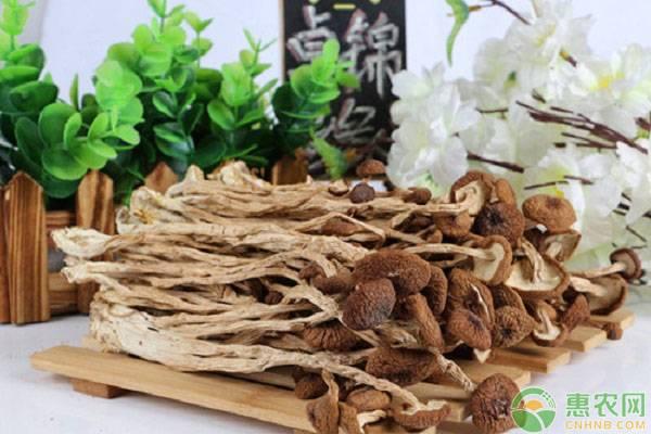 市场价格为8元一斤的茶树菇，农村姑娘创业种植，竟收益40万元