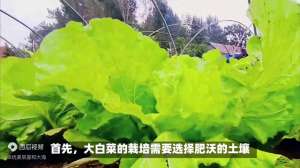 秋季白菜怎么种植视频(大白菜如何种植？视频中有方法)