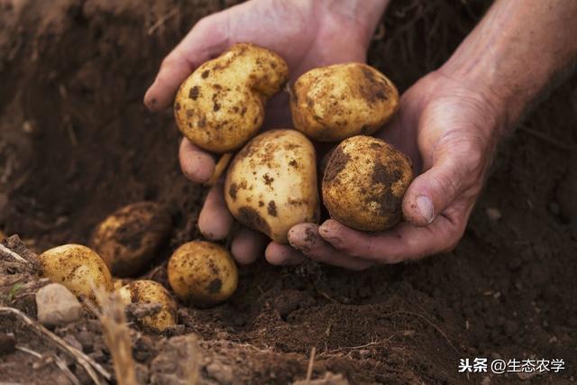 马铃薯种植，想要取得优质高产，种植技术很关键