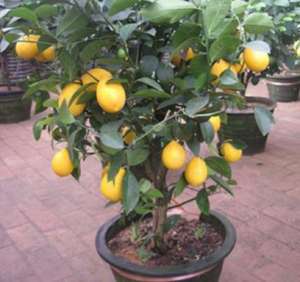 盆栽柠檬怎么种植方法(室内养盆栽柠檬，做好4步，别忘1个“小动作”，果子又多又漂亮)