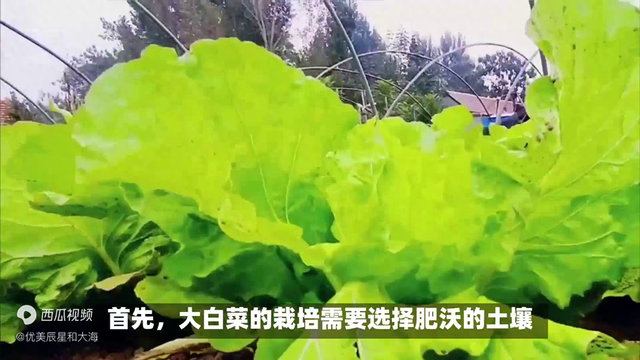 大白菜如何种植？视频中有方法