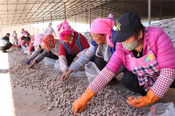 会泽县着力打造云南省最大马铃薯种薯扩繁基地