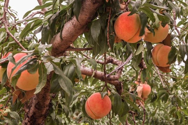 全中国哪里的桃子最好吃？四个产地备受欢迎，桃中佳品