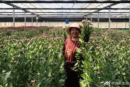 沛县种花种出“国际范”一朵菊花打开日韩市场