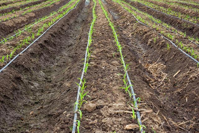 温室大棚蔬菜栽培采用滴灌施肥，不但节水省肥料，还经济效益高