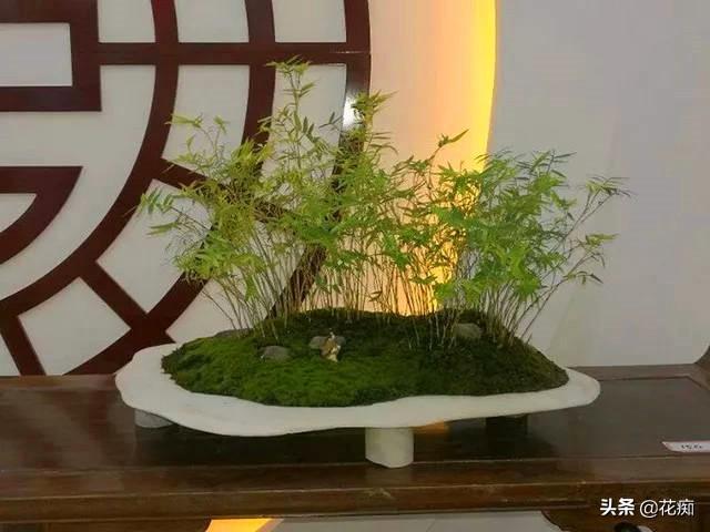清新雅致的竹盆景，家里养一盆美极了