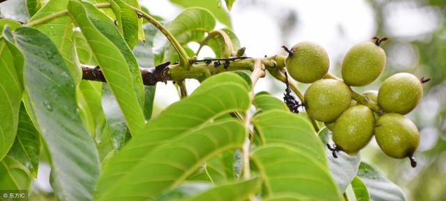 核桃树栽种技术：核桃树如何选苗？栽种过程需要注意什么？