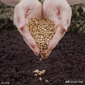 小麦的种植方法(小麦播种学会这8招，出苗快、出苗齐、苗势健壮不用愁)