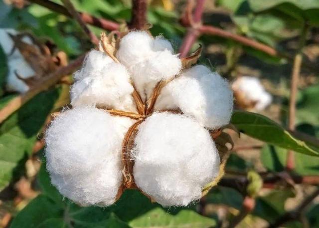 上千年种植史、产量全国第一、世界顶级品质……新疆棉花到底有多强？