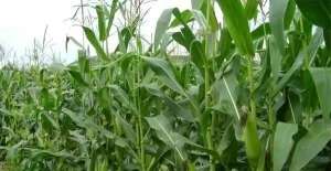 湖北粘玉米种植技术(提质增产、提质增效，2022年湖北春播玉米、春播棉花生产要这样干)