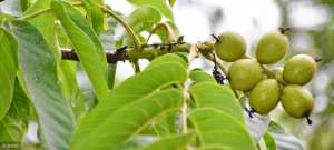 文玩核桃树的种植方法(核桃树栽种技术：核桃树如何选苗？栽种过程需要注意什么？)