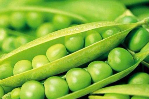 农伯伯日记：豌豆在什么时候适合种植呢，甜嫩的豌豆是这样种植的
