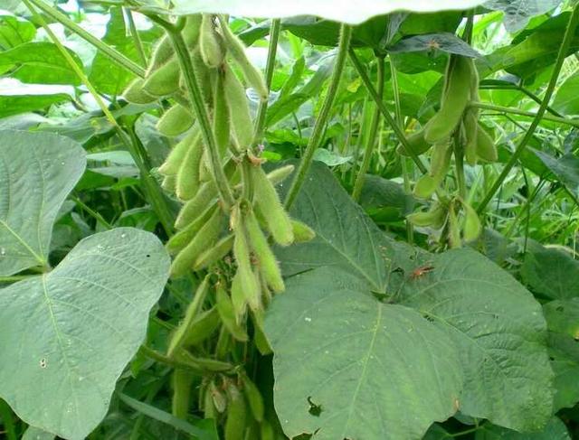 黑豆种植方法、种植时间及种植技术要点
