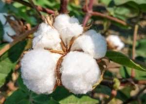 棉花 种植面积(上千年种植史、产量全国第一、世界顶级品质……新疆棉花到底有多强？)