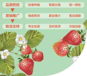 辽宁东巷草莓种植视频(小草莓名气大（经济新方位·县域经济观察）)