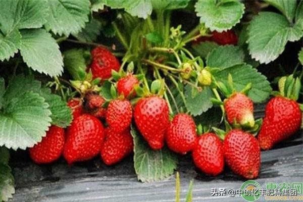冬季草莓栽培技术，轻松提高草莓产量