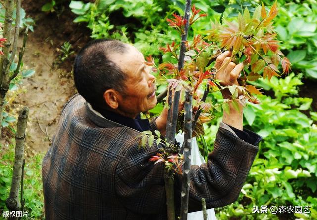 天鹰椒与大棚香椿的栽培技术，掌握高产栽培技术，管理轻松产量高