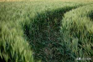 春小麦种植时间(2022年小麦播种时间什么时候最好？播种早好还是晚好？)