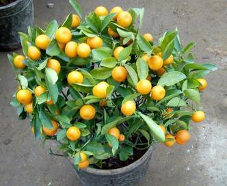 盆栽橘子的“小窍门”，做好几件“小事”，二次结果就这么容易