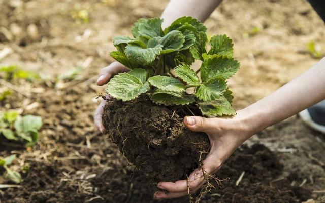 一亩草莓年年收入破十万，牢记施肥要点，看看种植能人怎么做？