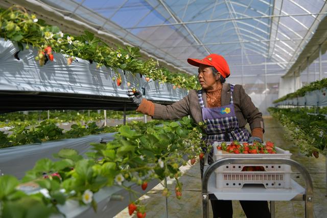 云南会泽：草莓产业助力乡村振兴