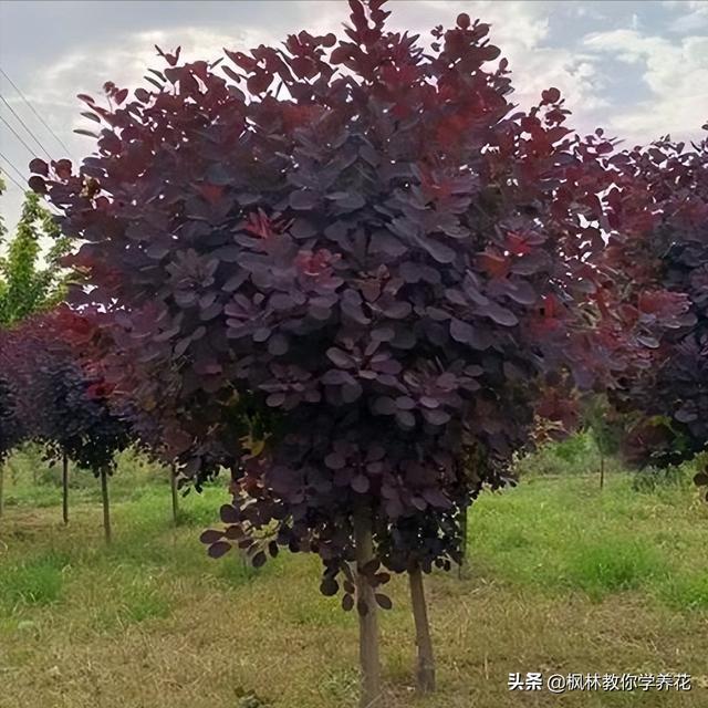 8种“红叶树”，庭院绿化种上“它”，日子“红火”蒸蒸日上