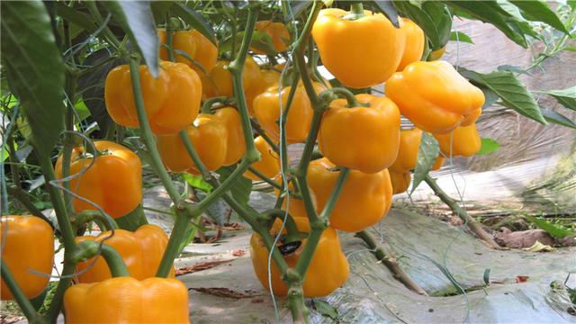怎样种植甜椒？以下这几点需要注意，育种是关键