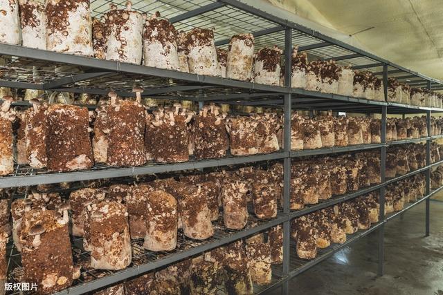 袋料香菇栽培技术，掌握种植方法和技巧，学会产量翻一番