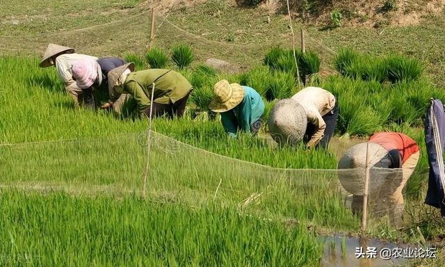 2022广西适合种植的高产水稻品种有哪些？附玉米种植推荐品种