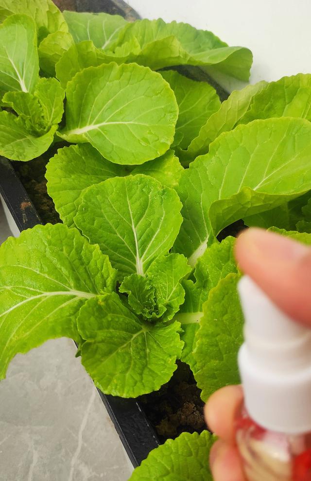 阳台种植小白菜，只需3个步骤，发芽快长势旺，好吃好看又新鲜