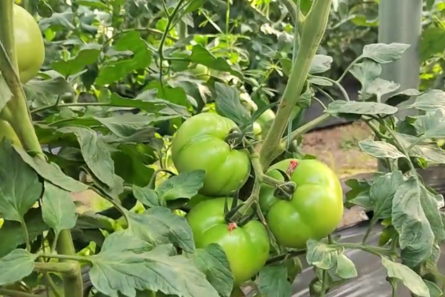 番茄长势好不好，前期管理是关键，2个方面，农户别做错