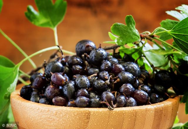 这种水果像蓝莓，经常用来制作果汁、汽水！营养价值高，怎么种？