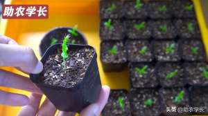 火龙果种子种植(教你如何培育火龙果种子，自己在家也可以做，方法简单还不花钱)