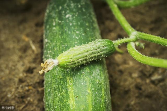 黄瓜高产种植技术规程
