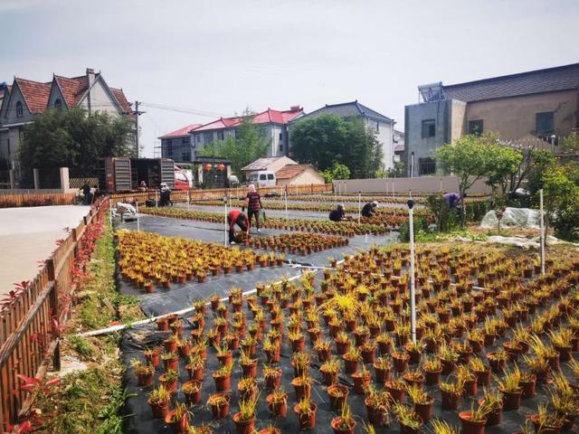 农村垃圾堆场变花卉种植园，环境美了还能赚钱，这个模式要在上海最大的区推广