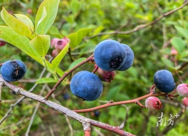 韶关乳源：百亩蓝莓迎丰产，农户笑开颜