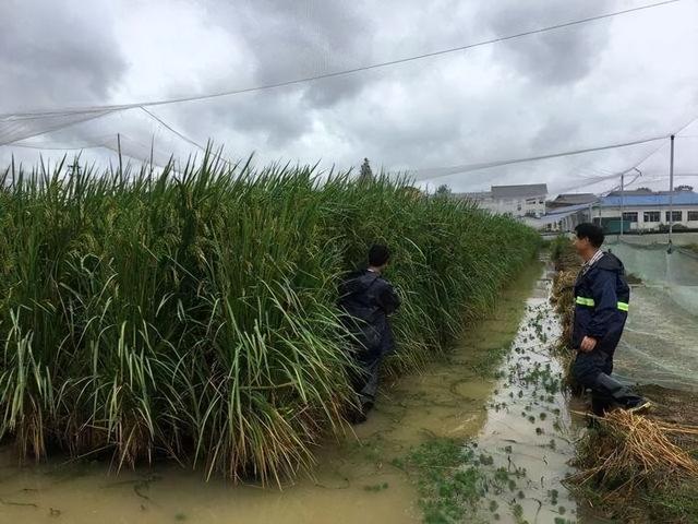 海水稻难吃仍大量种植，计划10年增加到1亿亩？到底是不是浪费？