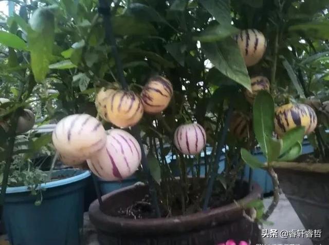 这是我花盆种的人参果，香甜赛蜜瓜，买来的无法比，分享种植方法