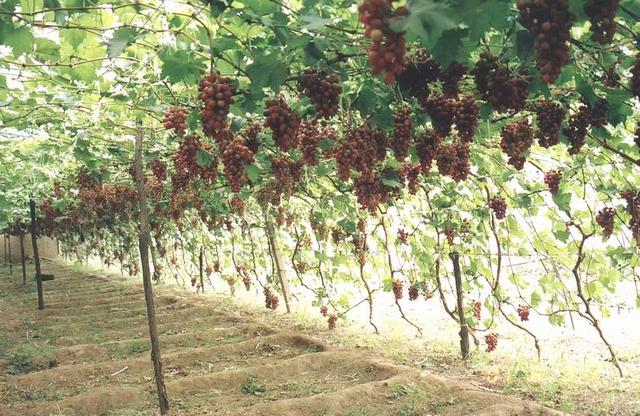 山葡萄栽培及管理技术