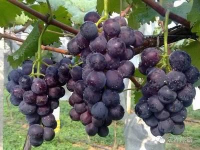 山葡萄栽培及管理技术