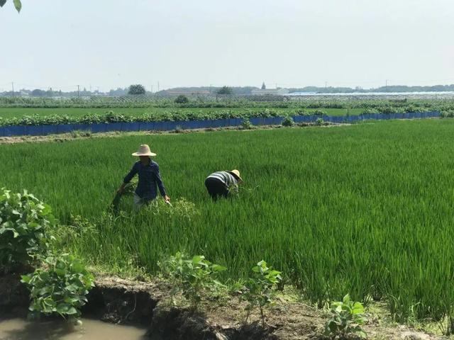 稻鳖共生，这里的稻田不打农药不施肥亩产超千斤→